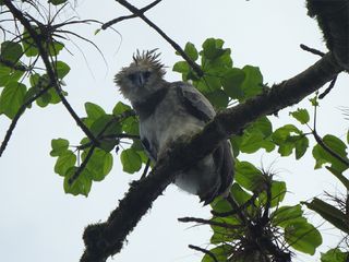 ¡Regreso Épico! El Águila Arpía vuelve a surcar los cielos de México
