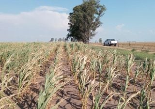 El regreso de las lluvias: la clave para frenar las pérdidas en el agro