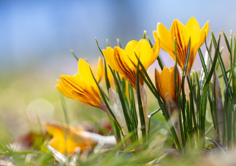 Frühlingserwachen Frühlingserwachen