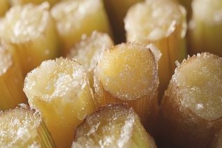Relatório mostra alerta: chuvas atrasam Safra 2025/26 e desafiam o setor sucroenergético