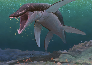 Remains of ancient sea monster lead to identification of oldest mega-predatory pliosaur