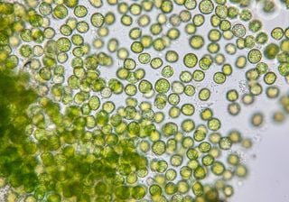 Medicamentos de uso común están destruyendo algas esenciales para la vida oceánica, afirma investigación de la USP