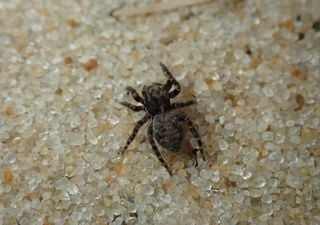 Fauna espeluznante: un sitio natural remoto de Suffolk en Inglaterra, está "plagado" de arañas