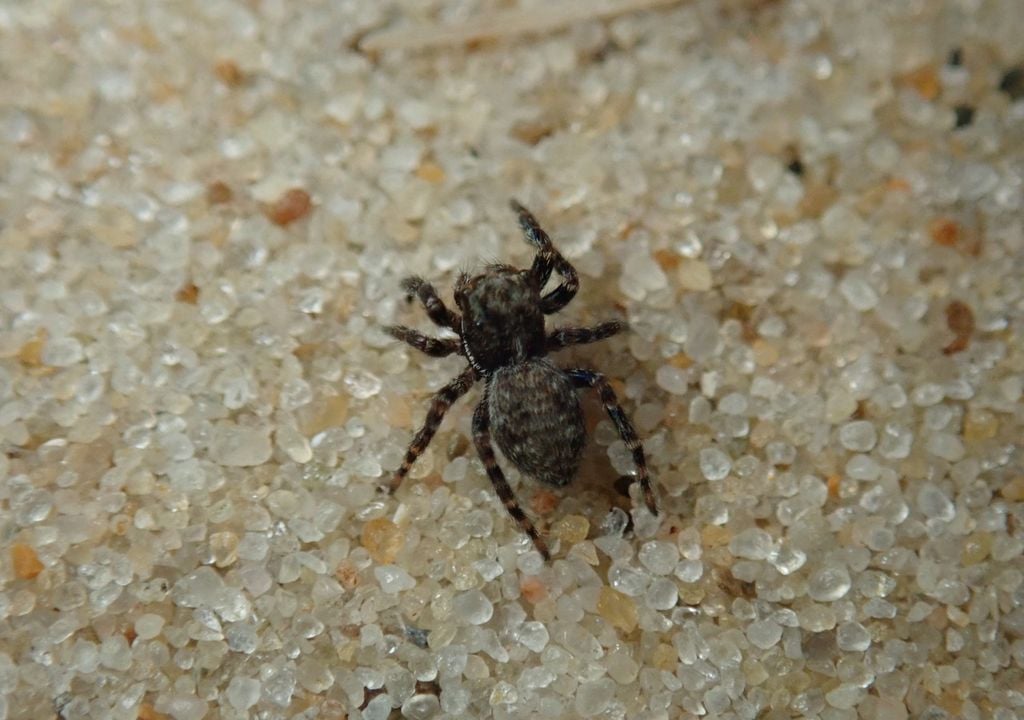 Rare spider Pseudeuophrys obsoleta © British Arachnological Society Richard Gallon