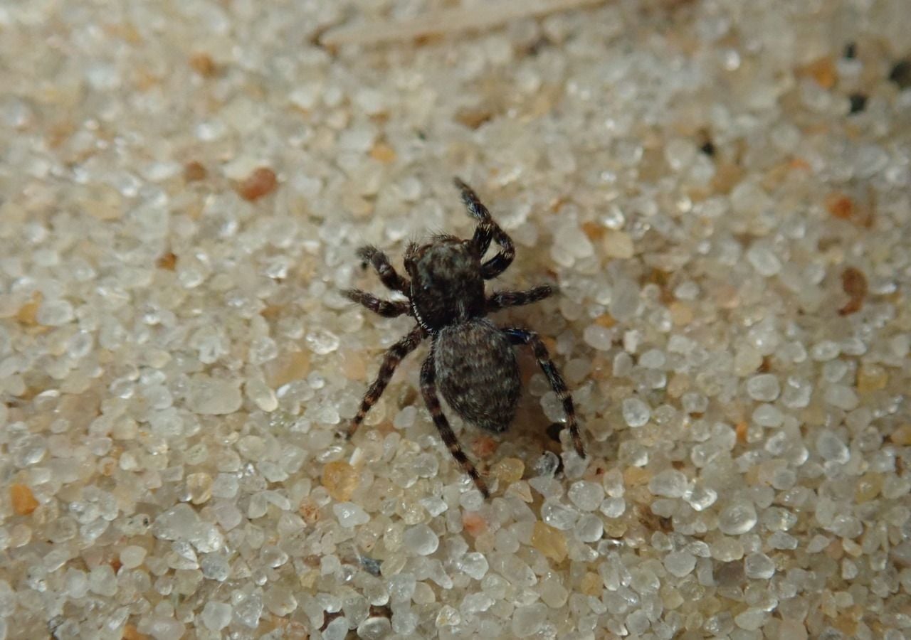 Rara araña Pseudeuophrys obsoleta © British Arachnological Society Richard Gallon