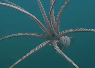 ¡Peculiar encuentro! Buzos japoneses filman calamares gigantes