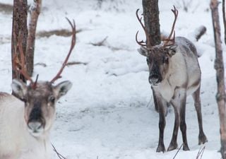 Rentiere und Klimawandel: Wanderung, Bedrohung und Anpassung in der arktischen Fauna und Kulturlandschaft