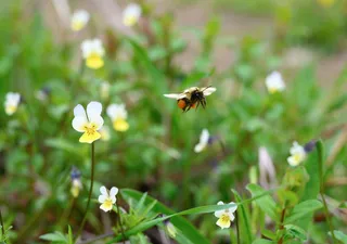 No need for pollinators?  Study reveals plant adaptation due to scarcity of insects