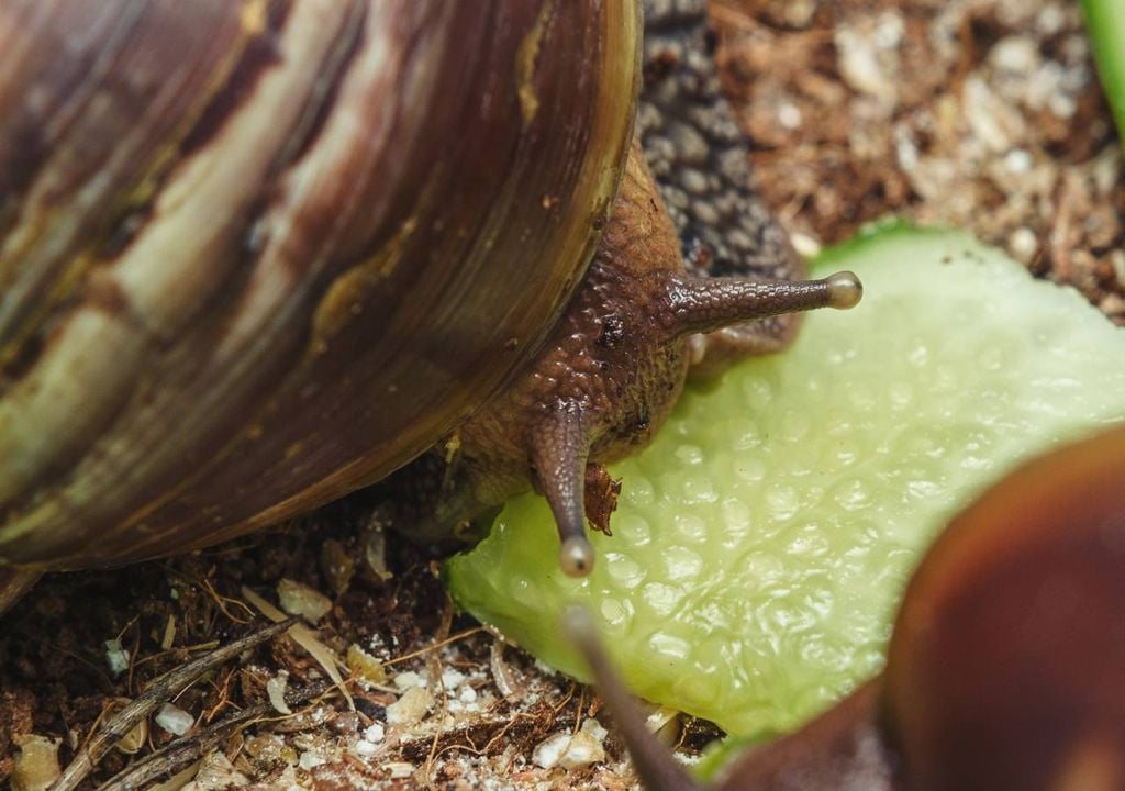 caracóis lesmas pepino caracóis lesmas pepino