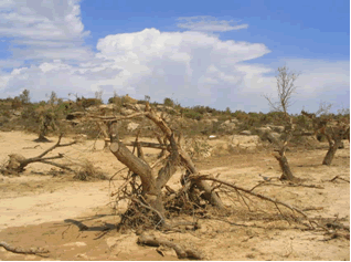 Reportaje Sobre Los Efectos Del Tornado Asociado A La Supercélula De Alcañiz (Teruel) Del 23 De Julio Del 2003 Reportaje Sobre Los Efectos Del Tornado Asociado A La Supercélula De Alcañiz (Teruel) Del 23 De Julio Del 2003