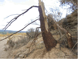 Reportaje Sobre Los Efectos Del Tornado Asociado A La Supercélula De Alcañiz (Teruel) Del 23 De Julio Del 2003 Reportaje Sobre Los Efectos Del Tornado Asociado A La Supercélula De Alcañiz (Teruel) Del 23 De Julio Del 2003