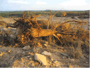 Reportaje Sobre Los Efectos Del Tornado Asociado A La Supercélula De Alcañiz (Teruel) Del 23 De Julio Del 2003 Reportaje Sobre Los Efectos Del Tornado Asociado A La Supercélula De Alcañiz (Teruel) Del 23 De Julio Del 2003