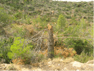 Reportaje Sobre Los Efectos Del Tornado Asociado A La Supercélula De Alcañiz (Teruel) Del 23 De Julio Del 2003 Reportaje Sobre Los Efectos Del Tornado Asociado A La Supercélula De Alcañiz (Teruel) Del 23 De Julio Del 2003