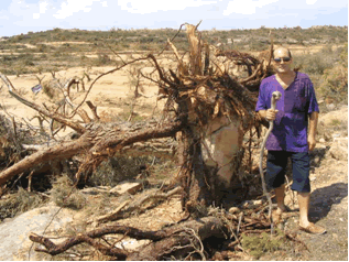 Reportaje Sobre Los Efectos Del Tornado Asociado A La Supercélula De Alcañiz (Teruel) Del 23 De Julio Del 2003 Reportaje Sobre Los Efectos Del Tornado Asociado A La Supercélula De Alcañiz (Teruel) Del 23 De Julio Del 2003