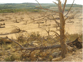 Reportaje Sobre Los Efectos Del Tornado Asociado A La Supercélula De Alcañiz (Teruel) Del 23 De Julio Del 2003 Reportaje Sobre Los Efectos Del Tornado Asociado A La Supercélula De Alcañiz (Teruel) Del 23 De Julio Del 2003