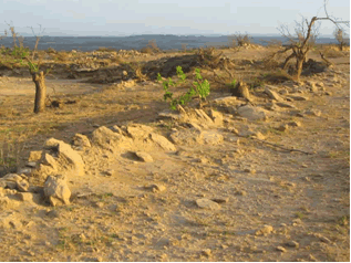 Reportaje Sobre Los Efectos Del Tornado Asociado A La Supercélula De Alcañiz (Teruel) Del 23 De Julio Del 2003 Reportaje Sobre Los Efectos Del Tornado Asociado A La Supercélula De Alcañiz (Teruel) Del 23 De Julio Del 2003
