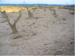 Reportaje Sobre Los Efectos Del Tornado Asociado A La Supercélula De Alcañiz (Teruel) Del 23 De Julio Del 2003 Reportaje Sobre Los Efectos Del Tornado Asociado A La Supercélula De Alcañiz (Teruel) Del 23 De Julio Del 2003