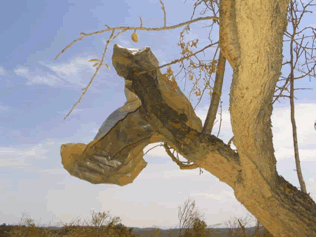 Reportaje Sobre Los Efectos Del Tornado Asociado A La Supercélula De Alcañiz (Teruel) Del 23 De Julio Del 2003 Reportaje Sobre Los Efectos Del Tornado Asociado A La Supercélula De Alcañiz (Teruel) Del 23 De Julio Del 2003