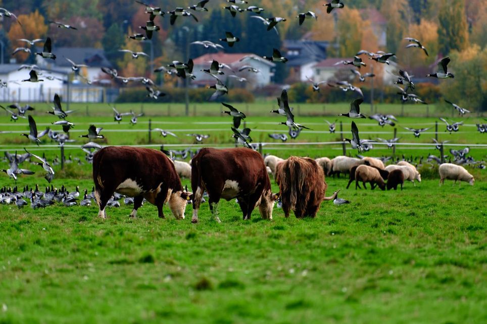 Contagio de H5N1: reportan otro caso en una persona contagiada por vacas con influenza aviar en Estados Unidos. Noticias en tiempo real