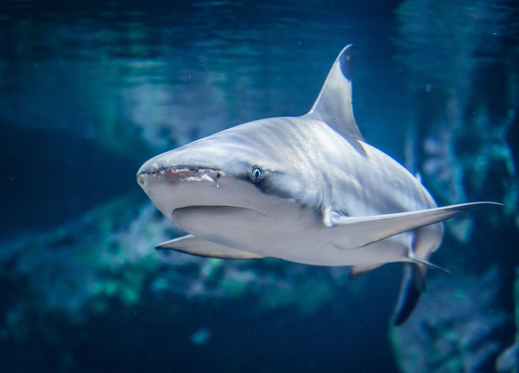 Des requins au large des côtes françaises ? Quel est l'état de la menace ? Des requins au large des côtes françaises ? Quel est l'état de la menace ?