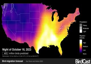 Research reveals city areas in North America are light traps for migratory birds