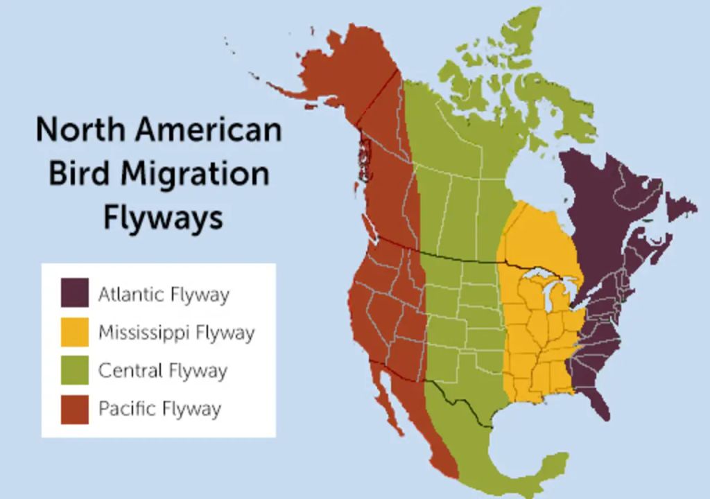 Migration Flyways
