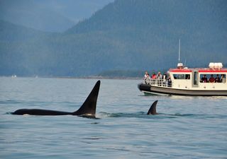 Researchers Bolster Killer Whale Conservation Efforts in Australian Waters