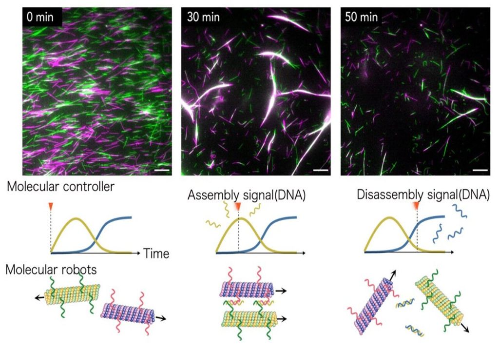 Molecular robot swarm dynamics