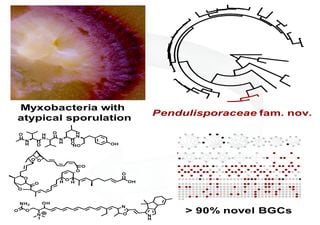 Researchers discover new myxobacteria family that could be pharmaceutical "treasure trove"