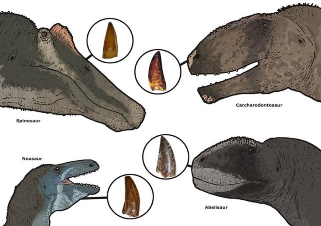 ejemplo de diferentes dientes y especies de dinosaurios