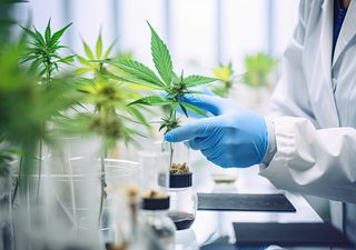 Researchers find active compound present in the Cannabis plant in a Brazilian shrub