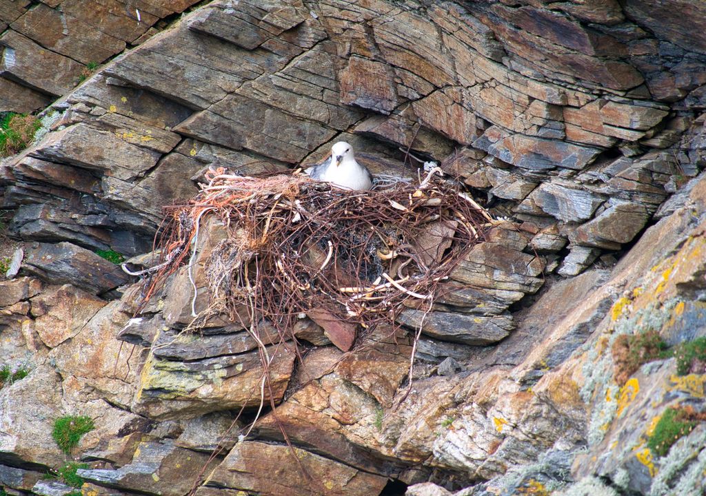 Northern fulmar