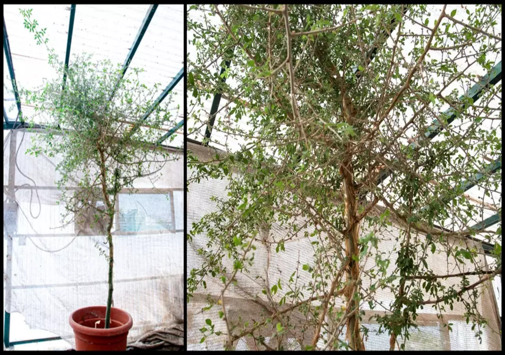 The specimen tree of the nearly 1,000-year-old seed