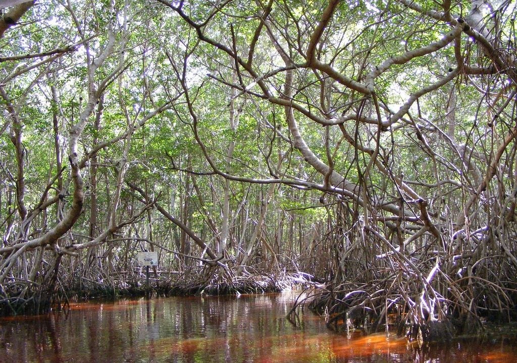 Mangrove forest