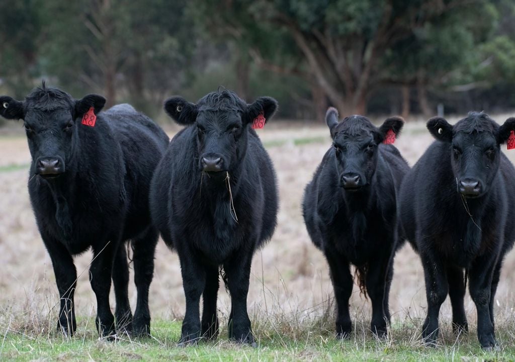 black angus cows