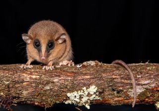 Neues niedliches Tierchen mit langer Schnauze und Knopfaugen in Nordperu entdeckt