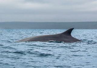 Reserva Nacional Pingüino de Humboldt: cómo avistar cetáceos en esta joya del norte chileno