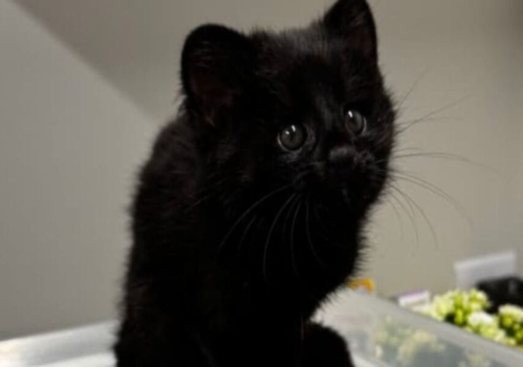 Gato-do-mato com pelagem preta surpreende moradores e cientistas em Santa Catarina