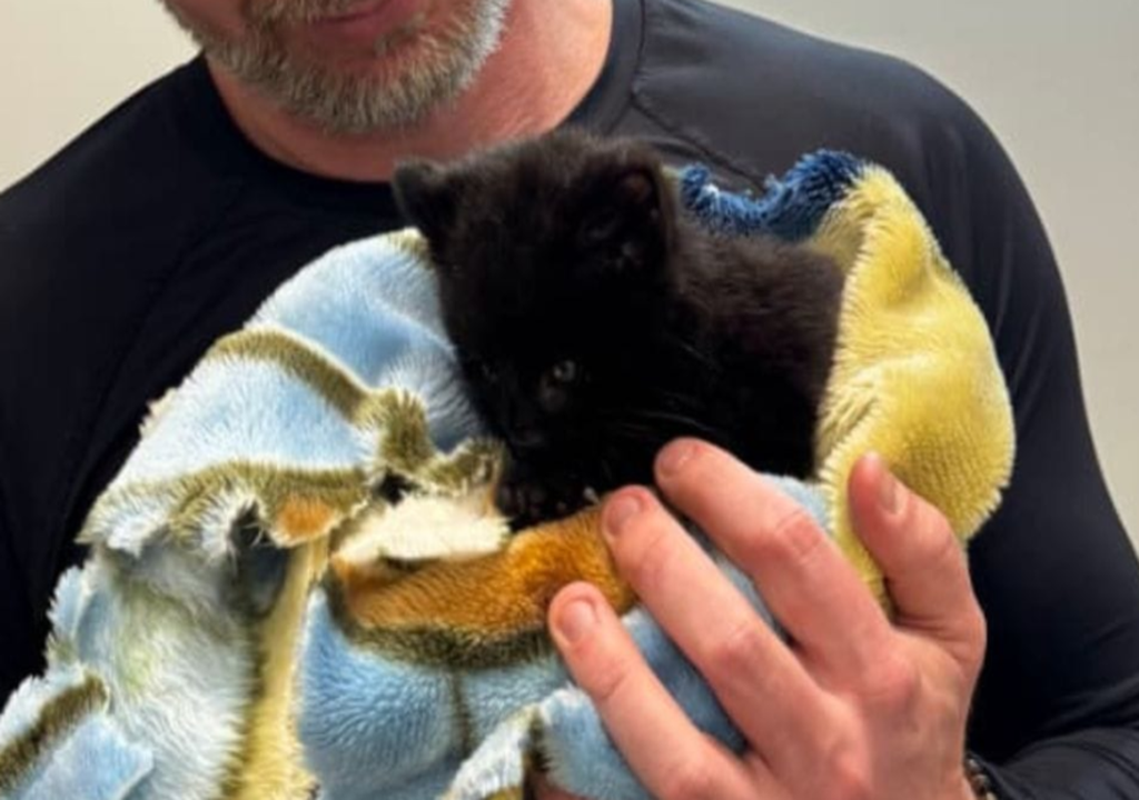 Mutação incomum transforma felino silvestre em animal completamente preto