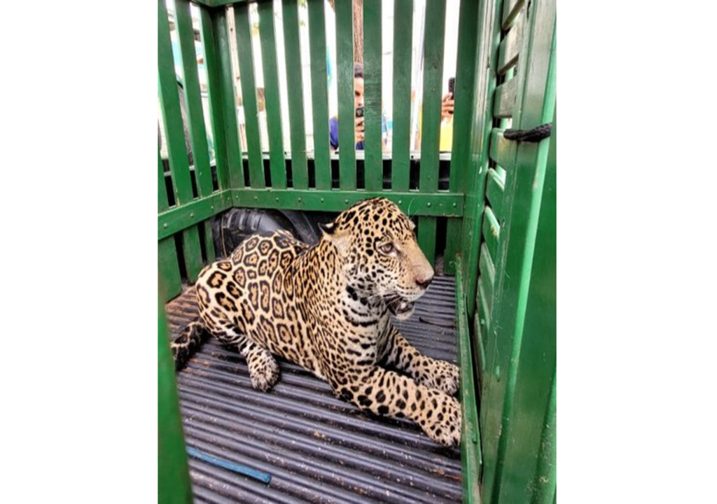 Onça-pintada assustou moradores em RO