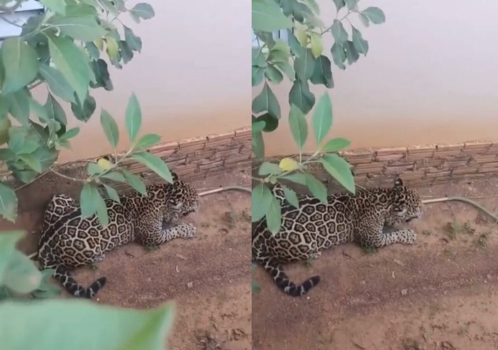 Ibama e Polícia Ambiental atuaram no resgate de onça que se abrigou em casa abandonada no interior de RO.