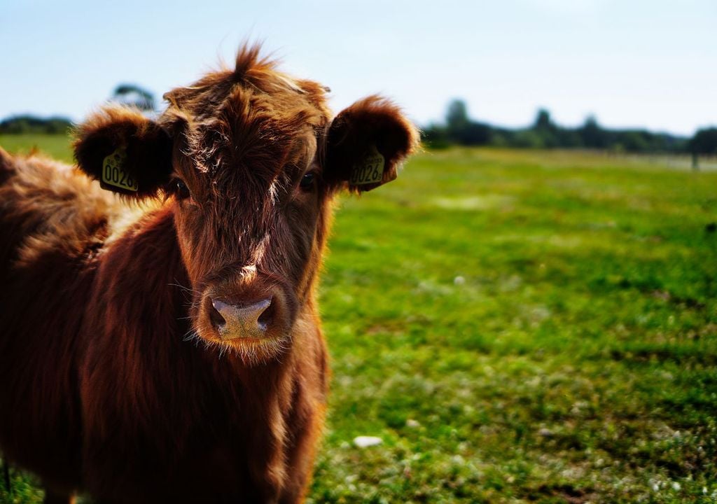 La agricultura, concretamente la ganadería, será la que más contribuya a las emisiones residuales. Foto: Pexels Pixabay