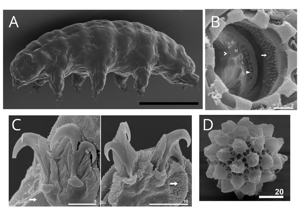 biologia; biodiversidad; tadigrada; extremofilo; extremotolerantes; criptobiosis; osito de agua; microfauna