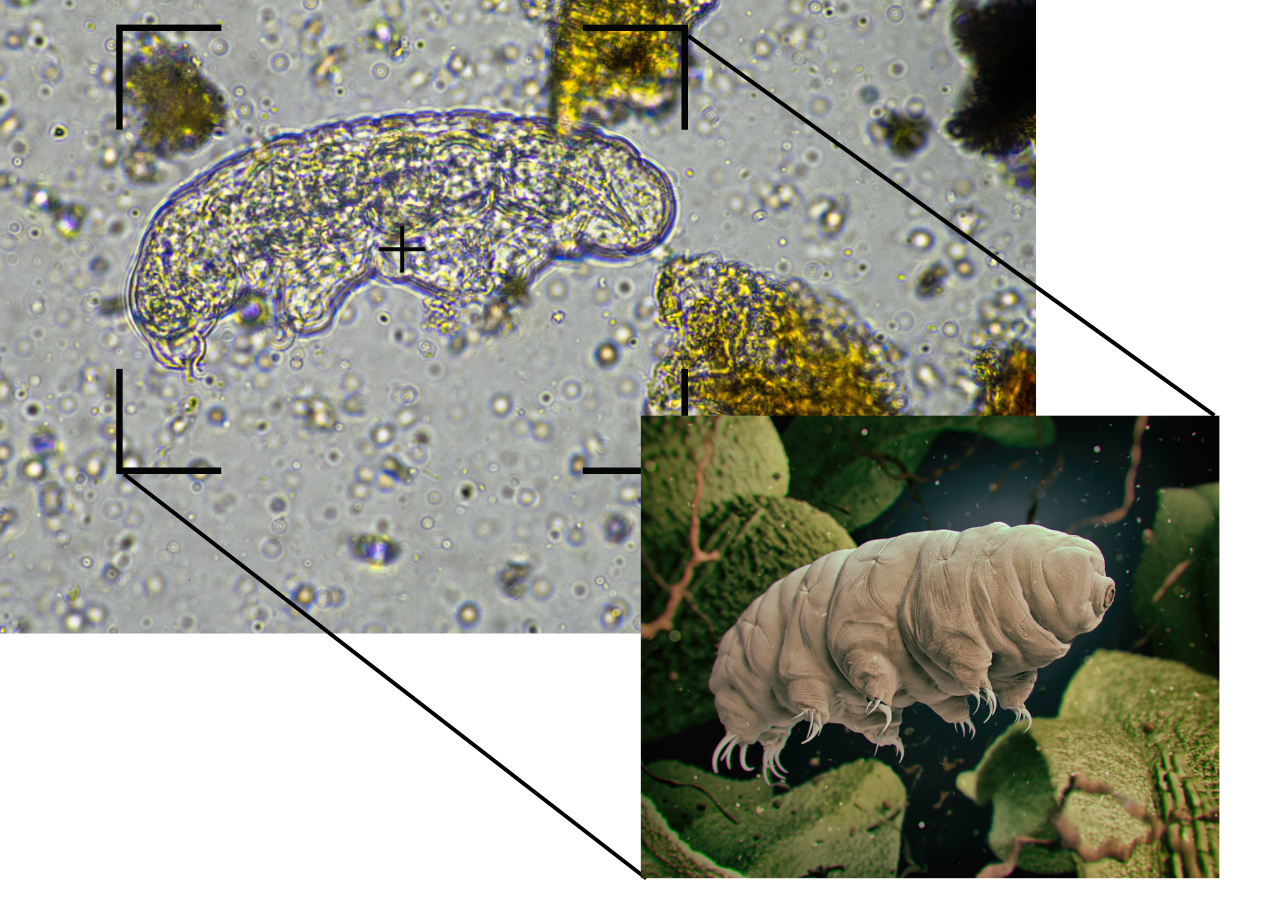 Forma translúcida de un tardígrado bajo el microscopio óptico (arriba) y reconstrucción digital (abajo) resaltando sus ocho patas y la textura de su cutícula.