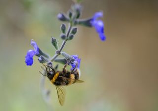 Resistente e quasi indistruttibile: questa pianta affronta il sole, sopporta la siccità e abbellisce ogni angolo