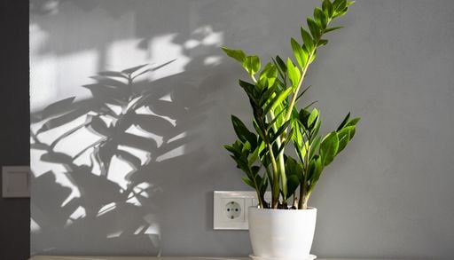 Resistente, elegante y casi indestructible: la planta que conquist&oacute; las oficinas y ahora transforma los hogares