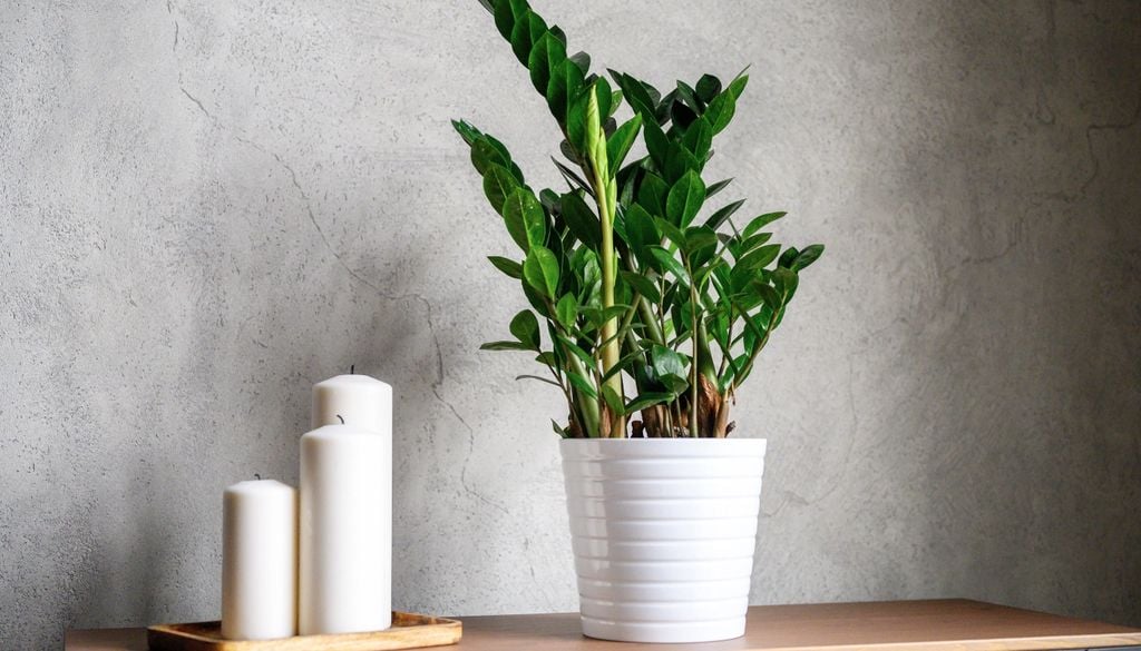 Su nombre científico es Zamioculcas zamiifolia y es originaria del este de África. Allí evolucionó en zonas con lluvias irregulares y largos períodos secos.