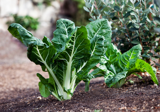 Resistente, nutritiva y rendidora: así puedes cultivar acelga en casa y disfrutar de una huerta viva todo el año 