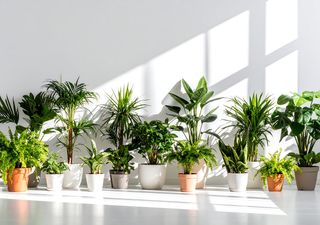 Respira mejor: las 7 plantas que limpian el aire de tu hogar 