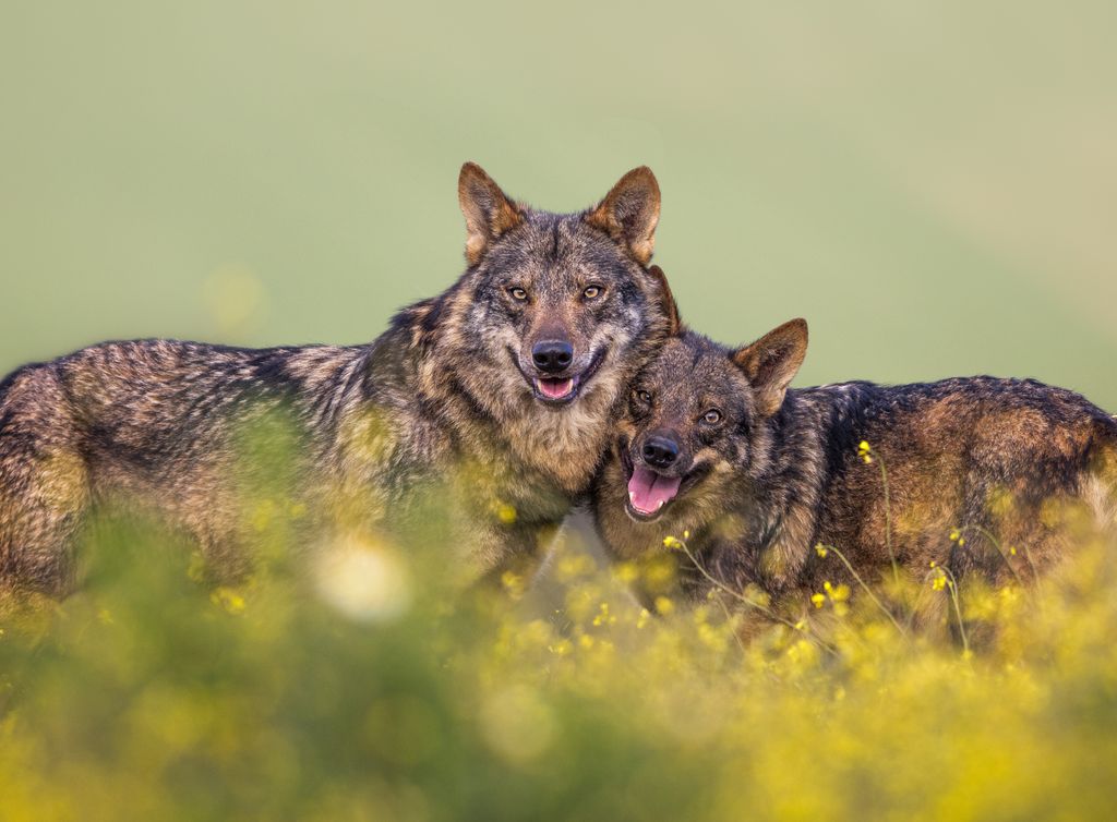 Lobo ibérico é uma das espécies mais ameaçadas em Portugal.